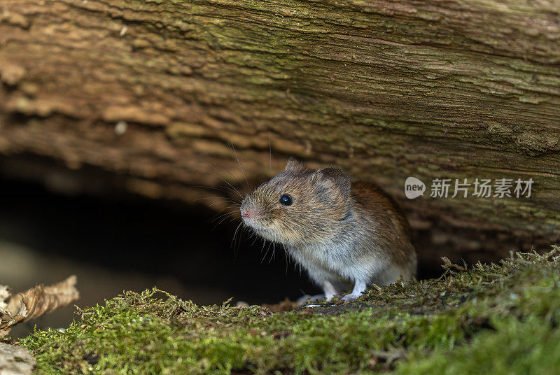 可爱的银行田鼠（Myodes glareolus）